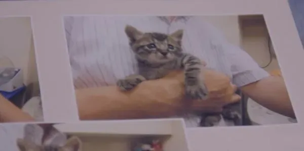 猫咪到底认得主人声音吗？答案在这支广告里 | 猫
