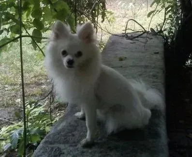 蝴蝶犬|喂食慎重：蝴蝶犬洋葱中毒症状以及防治方法