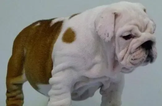 英国斗牛犬|为斗牛犬量身打造的减肥攻略