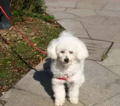 小型贵宾犬多少钱 是非常聪明的犬种 | 贵宾犬