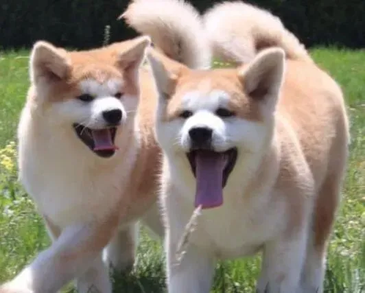秋田犬|秋田犬患上细小好几天了应怎样治疗