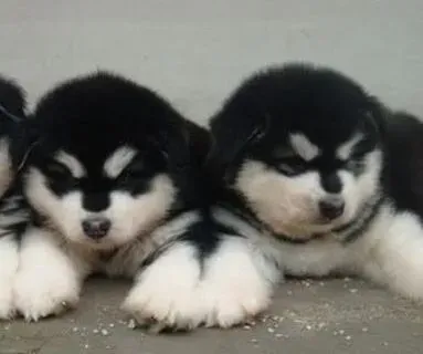 阿拉斯加犬|怎么给阿拉斯加犬驱虫是一门学问