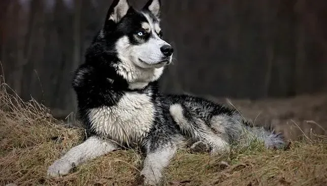 阿拉斯加犬|介绍阿拉斯加犬在盛夏常见的疾病——中暑