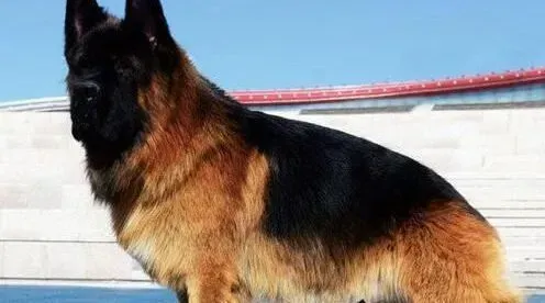 德国牧羊犬|了解德国牧羊犬糖尿病的症状以及病因