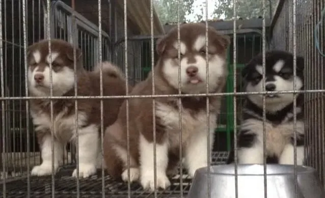 阿拉斯加雪橇犬吃啥 狗粮是最好的选择 | 阿拉斯加雪橇犬