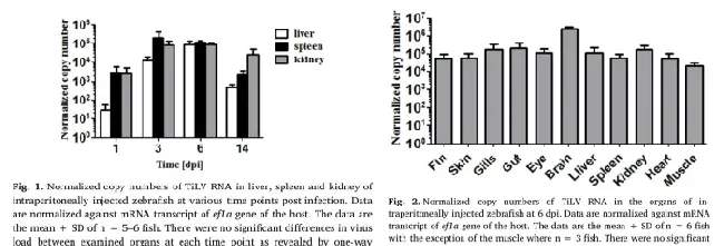 论文解读--斑马鱼对于罗湖病毒(TiLV)的抗病毒应答