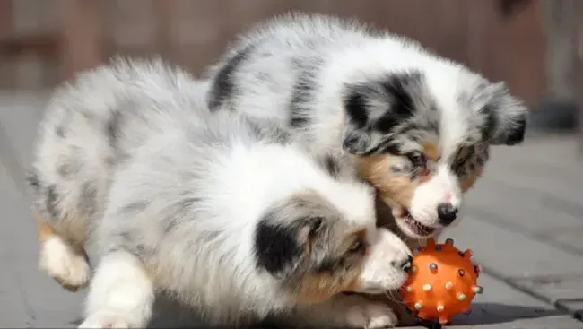 苏格兰牧羊犬|3个多月的苏格兰牧羊犬眼屎多为什么