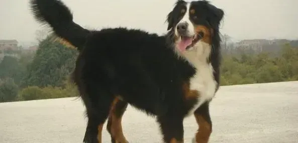 伯恩山犬|三个步骤轻松让伯恩山犬学会跳高