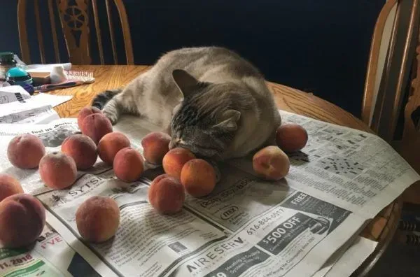 让猫咪没有抵抗力的 居然是具有神秘气息的水蜜桃