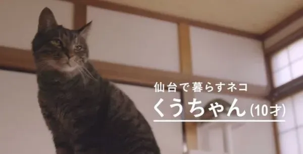 猫咪到底认得主人声音吗？答案在这支广告里 | 猫