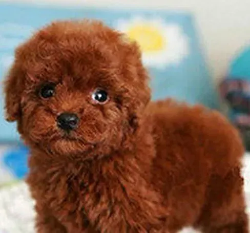 泰迪犬|劳逸结合之如何利用玩具让泰迪犬学会基础技能