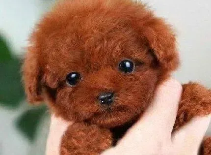 泰迪犬|泰迪犬肠胃不好呕吐拉稀如何是好