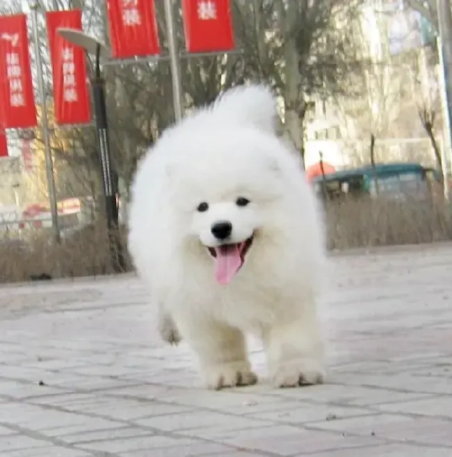 银狐犬|老龄的银狐犬为什么总涨肚