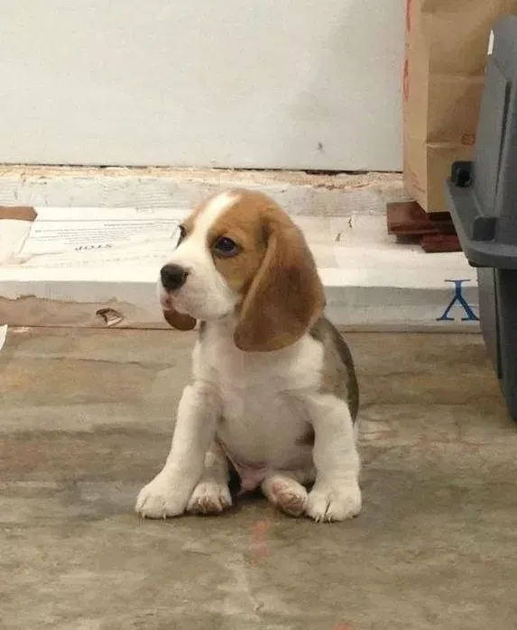 比格犬|健康医疗 如何给比格犬量体温