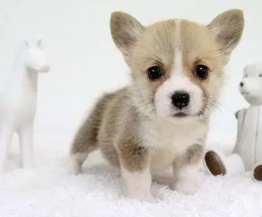 柯基犬|柯基犬来月经多久才能结束，应注意什么