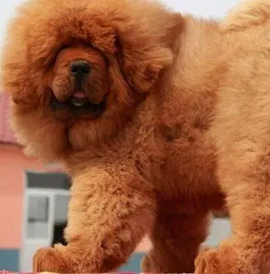 藏獒|如何给藏獒修剪指甲 给藏獒剪指甲的方法