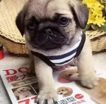 巴哥犬|给巴哥犬减肥的一些好建议