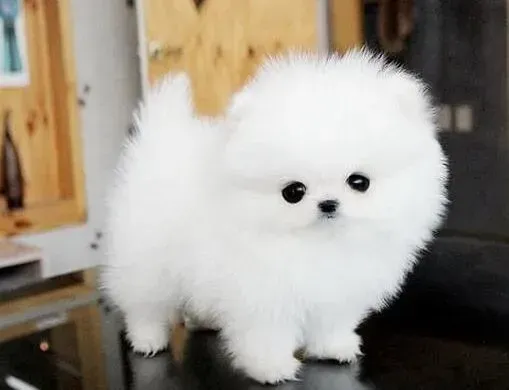 博美犬|博美犬最近咳嗽，流鼻涕不吃东西应如何医治