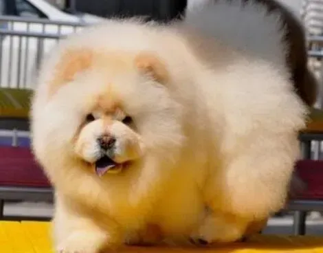 松狮犬|松狮犬从昨天晚上开始就不断的舔地板是为什么