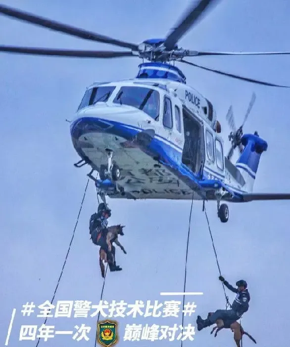 小黑警犬眉眼间横贴ok蹦 坚定小表情萌翻网友
