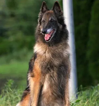  比利时坦比连犬的日常护理 每天为它梳理被毛 |  比利时坦比连犬