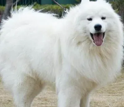萨摩耶幼犬拉稀 幼犬的肠胃功能比较差 | 萨摩耶