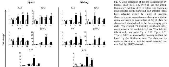论文解读--斑马鱼对于罗湖病毒(TiLV)的抗病毒应答