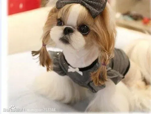 西施犬|西施犬已经便秘快4天了如何是好