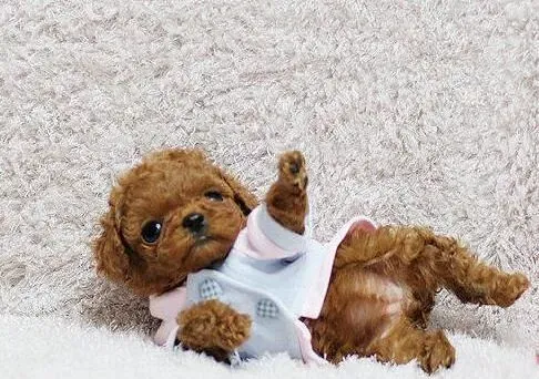 泰迪犬|关于泰迪犬洗澡这件小事