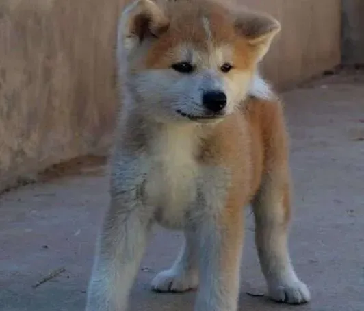 秋田犬|疲劳信号 怎样确定秋田犬是否劳累