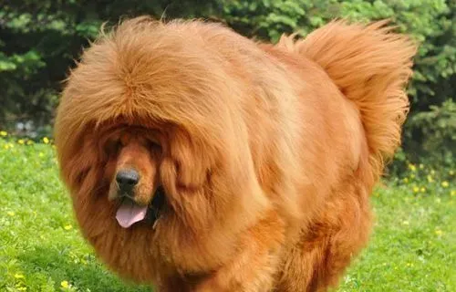怎么养好藏獒 育成藏獒适当加以训练