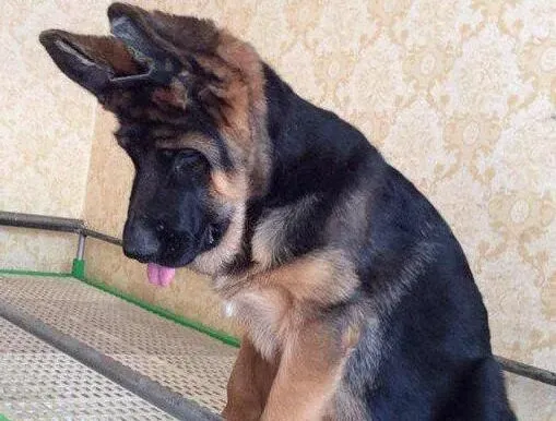 德国牧羊犬|日常给德国牧羊犬修剪过长的趾甲有小窍门