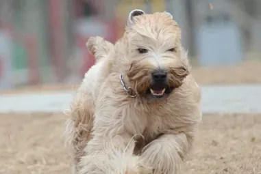 软毛麦色梗怎么训练 该犬护主训练 | 软毛麦色梗