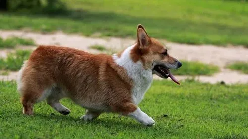 柯基犬好养么 选择柯基犬的理由 | 柯基犬