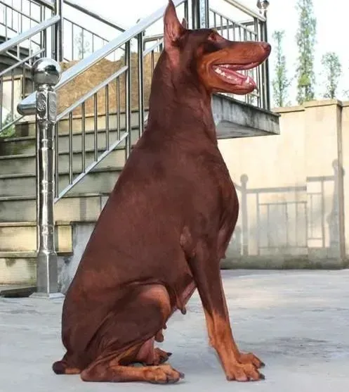 杜宾犬|春天必须给杜宾犬做好防病的措施