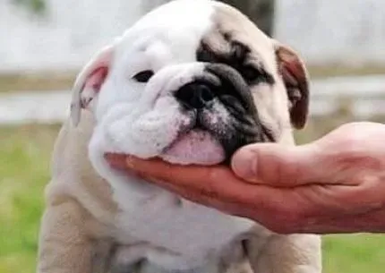 英国斗牛犬|秋季正确护理斗牛犬健康小常识