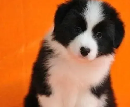 边境牧羊犬|乖巧小宠 正确纠正边境牧羊犬的六个坏习惯