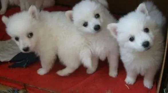 银狐犬|更换食物会让银狐犬坏肚子