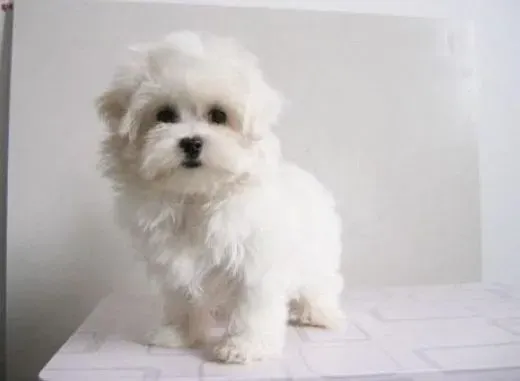 马尔济斯|马尔济斯犬特定的七大病症