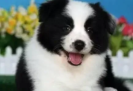 边境牧羊犬|狗狗疾病——如何解决边境牧羊犬口臭的问题
