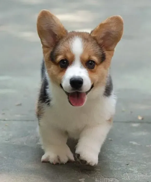 柯基犬|柯基犬最近掉毛，好像是皮肤病应如何医治