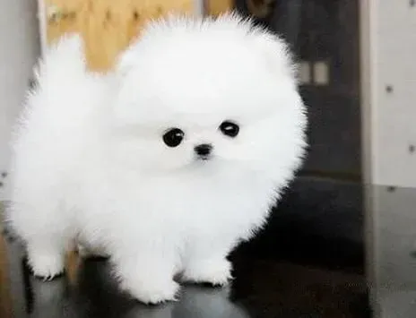 博美犬|美味食品之DIY制作博美犬爱吃的牛肉丸子