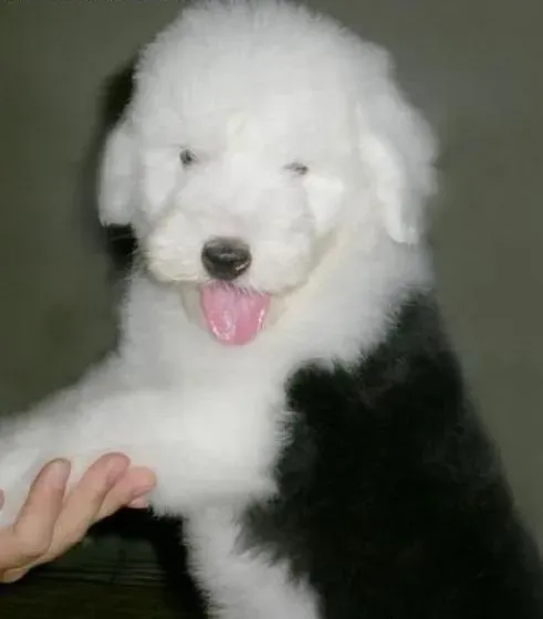 古代牧羊犬|古代牧羊犬退毛时常梳毛有何好处