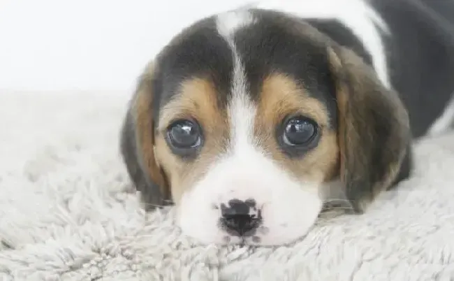 比格犬|训练自家比格犬永远不要嫌太早