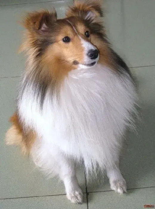 喜乐蒂|喜乐蒂犬前腿走路有点瘸是怎么了