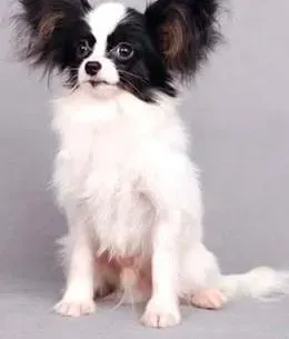蝴蝶犬|糖果对于蝴蝶犬有哪些危害
