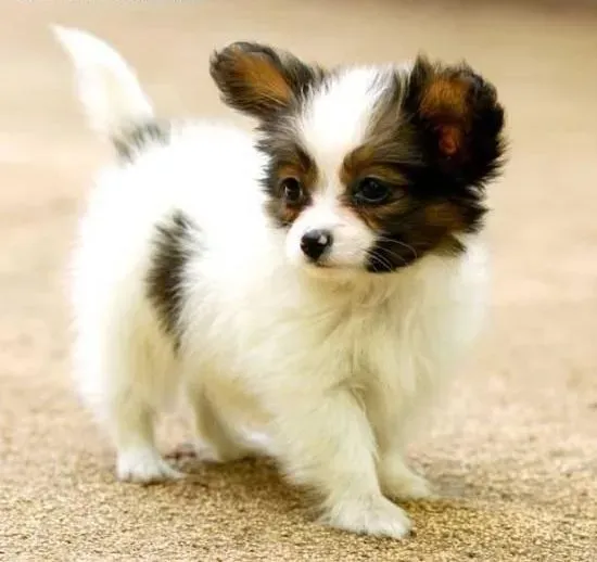 蝴蝶犬|蝴蝶犬具有的生活习性