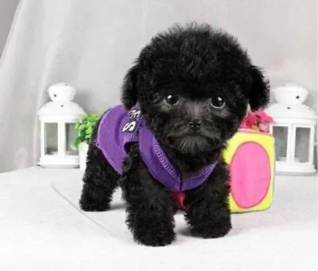泰迪犬|提高警惕 如何训练泰迪犬提防陌生人