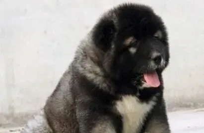 高加索犬|给高加索犬补钙的方法请勿盲目