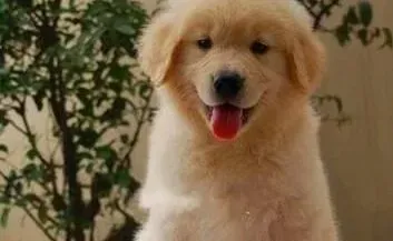 金毛|修剪金毛犬趾甲时要注意哪些问题